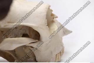 animal skull 0068